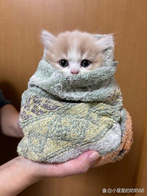 猫咪可以吃虾米吗,猫咪能吃虾米么?-第3张图片-后鲨宠物 猫咪可以吃虾米吗,猫咪能吃虾米么?-第3张图片-后鲨宠物