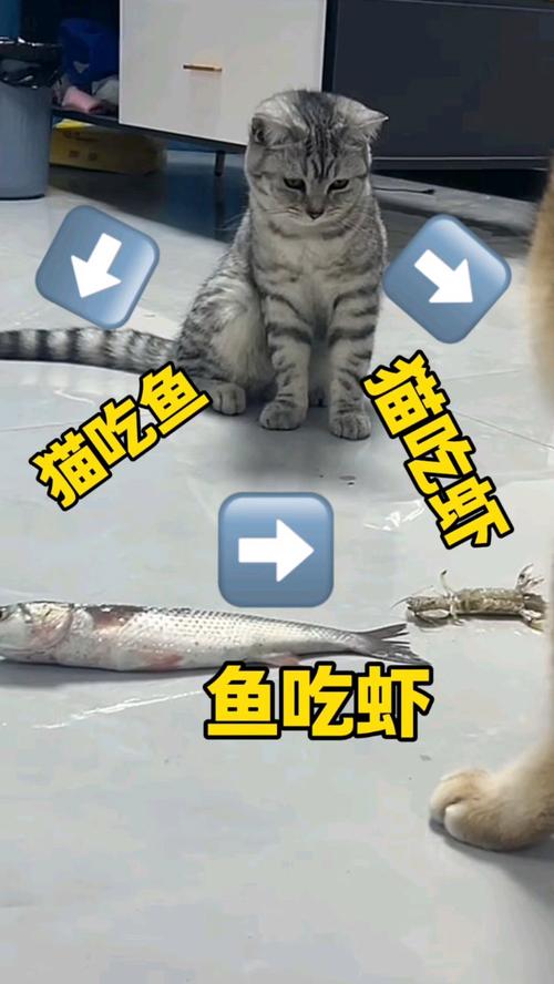 猫咪可以吃虾米吗,猫咪能吃虾米么?-第4张图片-后鲨宠物 猫咪可以吃虾米吗,猫咪能吃虾米么?-第4张图片-后鲨宠物