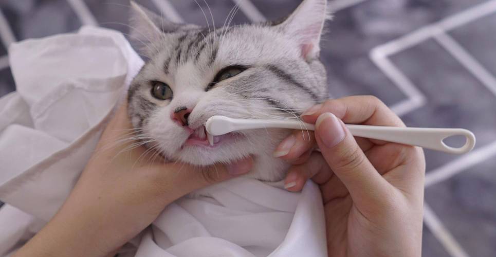 猫咪需要刷牙吗_怎么给猫刷牙-第1张图片-后鲨宠物 猫咪需要刷牙吗_怎么给猫刷牙-第1张图片-后鲨宠物