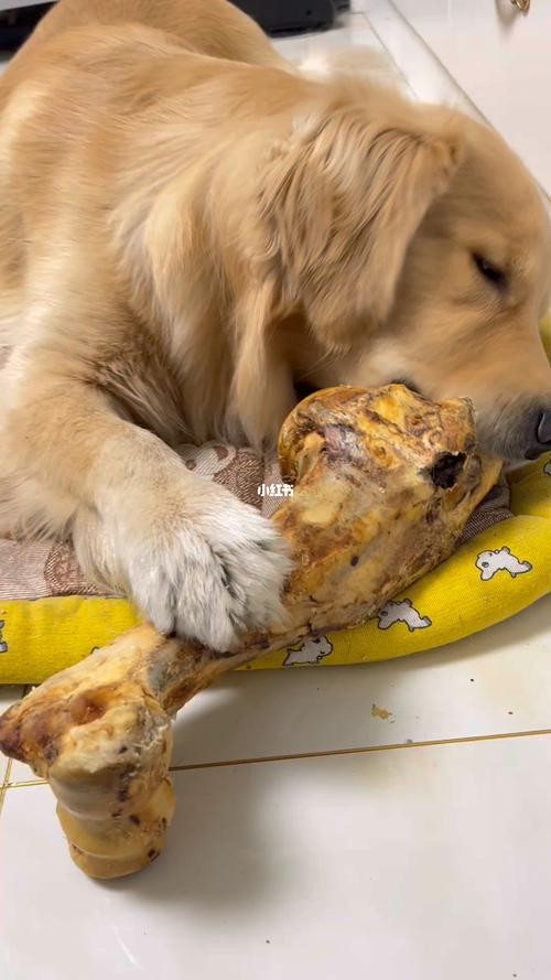 狗狗几个月可以吃骨头,狗狗几个月可以吃骨头了吗-第2张图片-后鲨宠物 狗狗几个月可以吃骨头,狗狗几个月可以吃骨头了吗-第2张图片-后鲨宠物