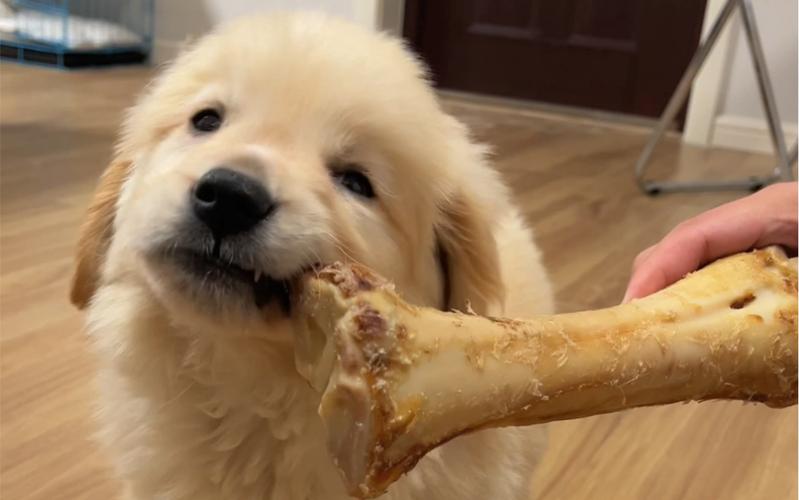 狗狗几个月可以吃骨头,狗狗几个月可以吃骨头了吗-第3张图片-后鲨宠物 狗狗几个月可以吃骨头,狗狗几个月可以吃骨头了吗-第3张图片-后鲨宠物