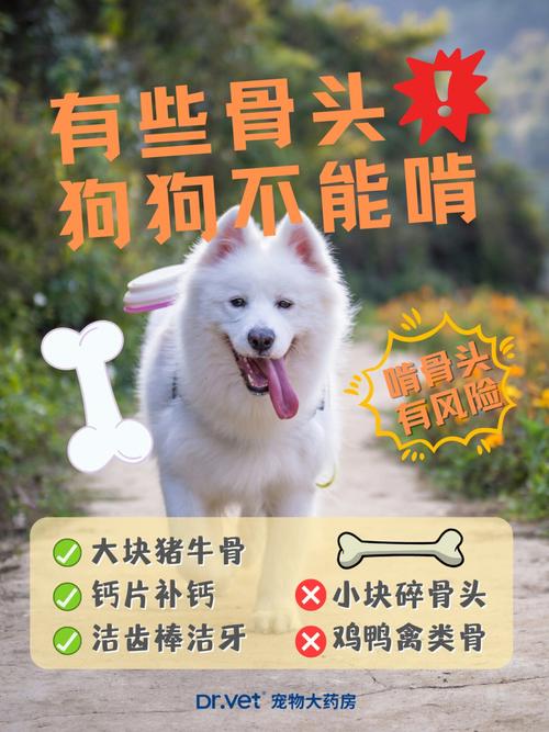 狗狗几个月可以吃骨头,狗狗几个月可以吃骨头了吗-第5张图片-后鲨宠物 狗狗几个月可以吃骨头,狗狗几个月可以吃骨头了吗-第5张图片-后鲨宠物