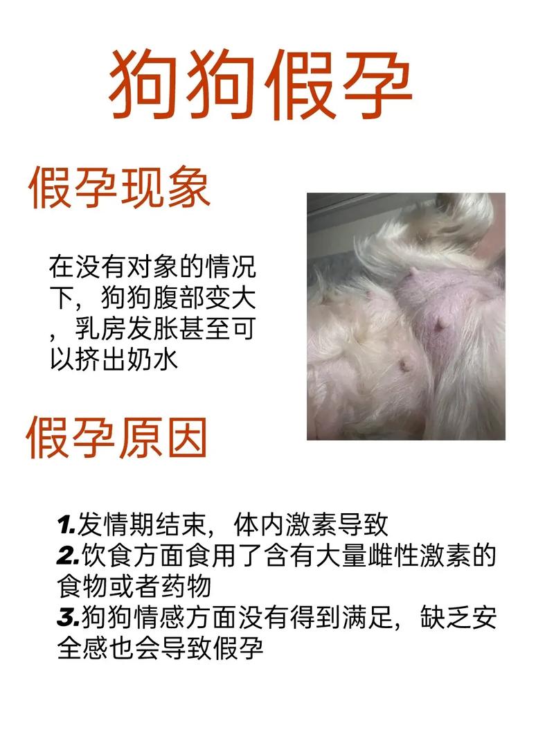 狗狗会知道主人怀孕吗_狗狗会知道人类怀孕吗-第4张图片-后鲨宠物 狗狗会知道主人怀孕吗_狗狗会知道人类怀孕吗-第4张图片-后鲨宠物