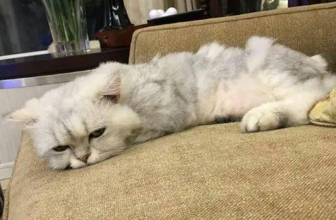 猫咪嗜睡是怎么回事,猫嗜睡是为什么-第1张图片-后鲨宠物 猫咪嗜睡是怎么回事,猫嗜睡是为什么-第1张图片-后鲨宠物