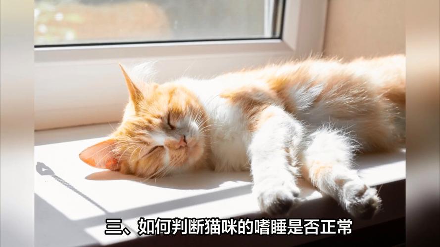 猫咪嗜睡是怎么回事,猫嗜睡是为什么-第5张图片-后鲨宠物 猫咪嗜睡是怎么回事,猫嗜睡是为什么-第5张图片-后鲨宠物