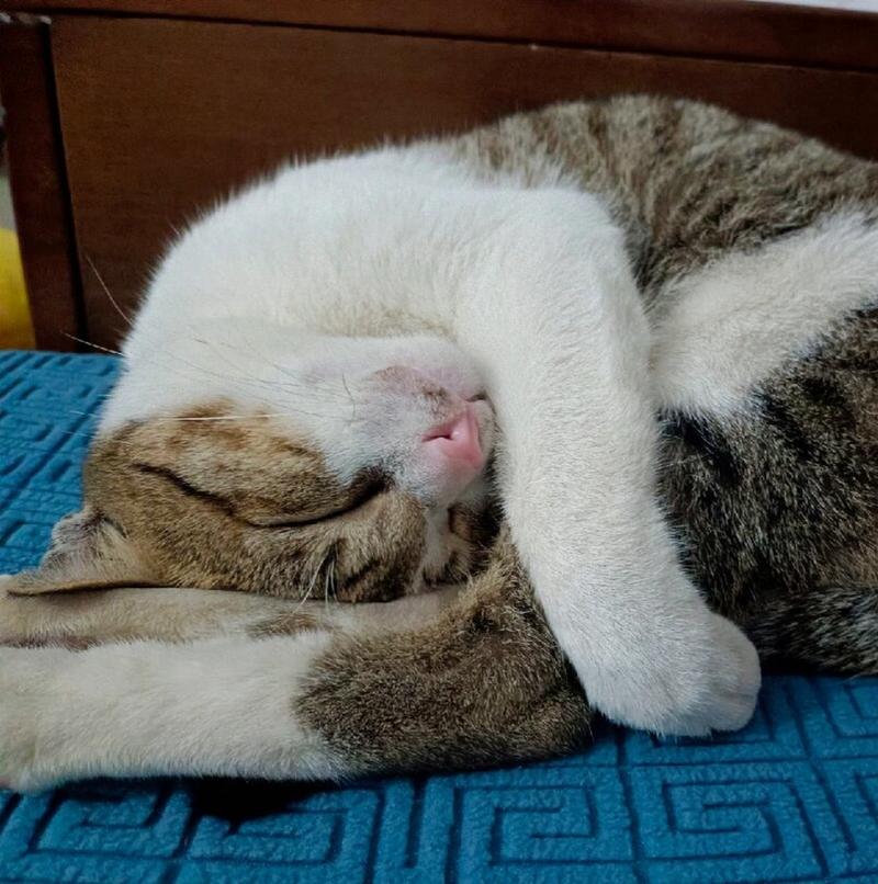 猫咪冬天爱睡觉_猫咪冬天爱睡觉吗?吃饭吃的少-第2张图片-后鲨宠物 猫咪冬天爱睡觉_猫咪冬天爱睡觉吗?吃饭吃的少-第2张图片-后鲨宠物