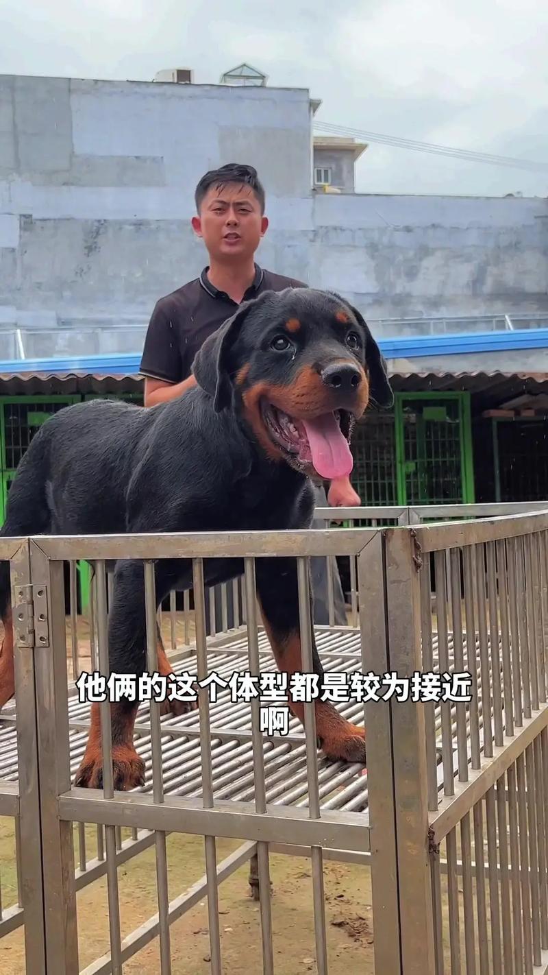 怀孕后能养狗狗吗_怀孕后能不能养狗狗-第4张图片-后鲨宠物 怀孕后能养狗狗吗_怀孕后能不能养狗狗-第4张图片-后鲨宠物