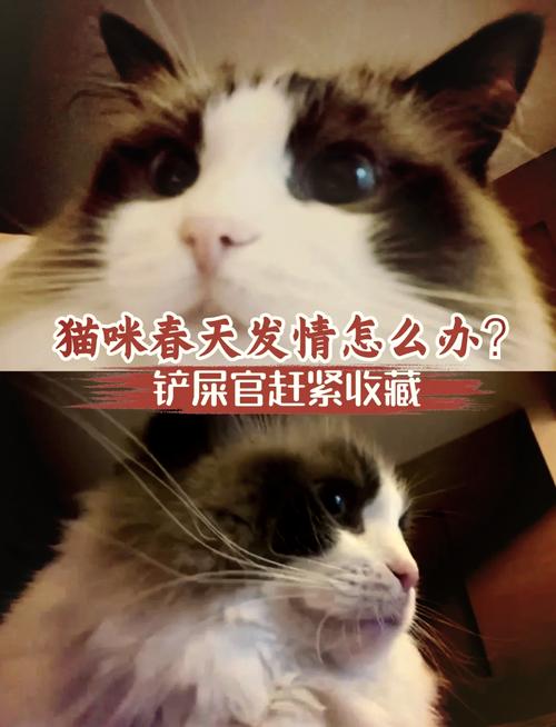  猫咪发情怎么缓解，母猫冬天发了情如何处理-第4张图片-后鲨宠物