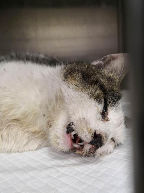 猫咪颅内出血症状,猫颅脑出血?-第2张图片-后鲨宠物 猫咪颅内出血症状,猫颅脑出血?-第2张图片-后鲨宠物