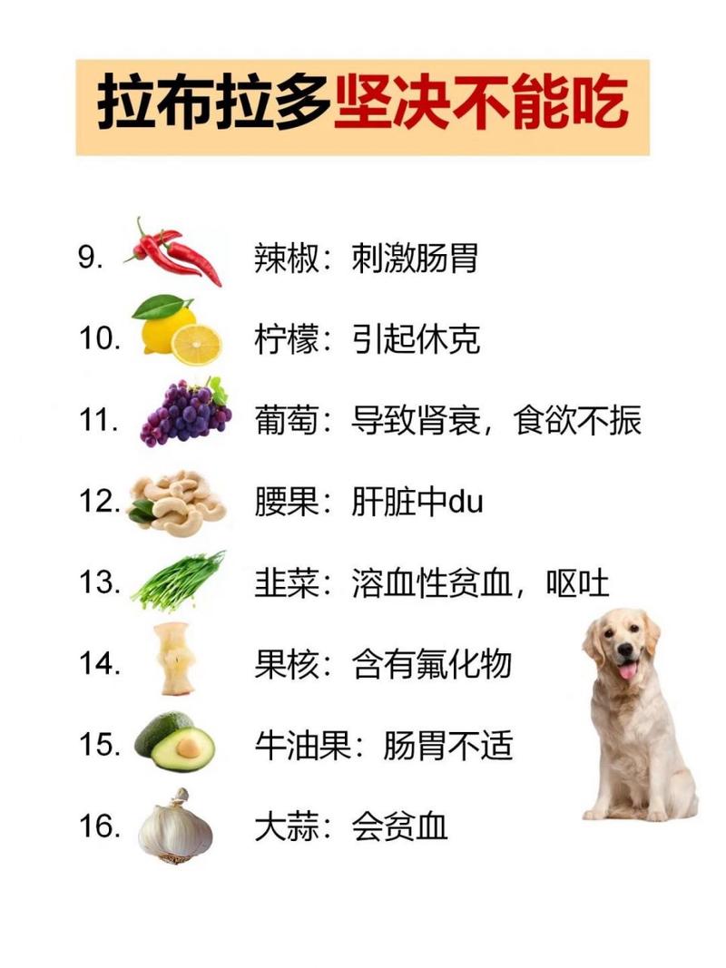 狗狗得了细小能吃东西吗_狗狗得了细小病毒可以吃东西吗-第3张图片-后鲨宠物 狗狗得了细小能吃东西吗_狗狗得了细小病毒可以吃东西吗-第3张图片-后鲨宠物