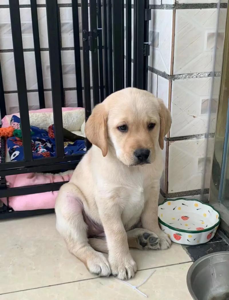 狗狗得了细小能吃东西吗_狗狗得了细小病毒可以吃东西吗-第5张图片-后鲨宠物 狗狗得了细小能吃东西吗_狗狗得了细小病毒可以吃东西吗-第5张图片-后鲨宠物