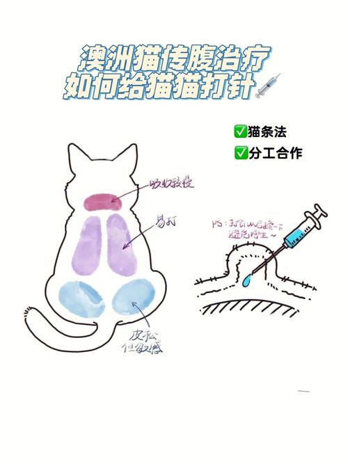 给猫咪按摩肚子的方法,给小猫咪按摩小肚子-第2张图片-后鲨宠物 给猫咪按摩肚子的方法,给小猫咪按摩小肚子-第2张图片-后鲨宠物