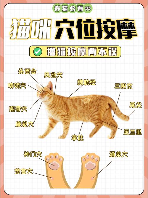 给猫咪按摩肚子的方法,给小猫咪按摩小肚子-第3张图片-后鲨宠物 给猫咪按摩肚子的方法,给小猫咪按摩小肚子-第3张图片-后鲨宠物