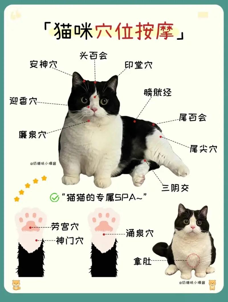 给猫咪按摩肚子的方法,给小猫咪按摩小肚子-第5张图片-后鲨宠物 给猫咪按摩肚子的方法,给小猫咪按摩小肚子-第5张图片-后鲨宠物