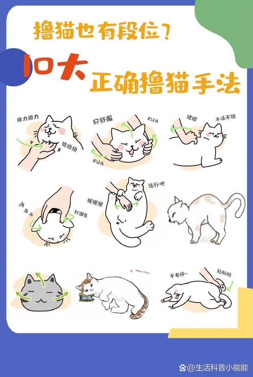 给猫咪按摩肚子的方法,给小猫咪按摩小肚子-第6张图片-后鲨宠物 给猫咪按摩肚子的方法,给小猫咪按摩小肚子-第6张图片-后鲨宠物
