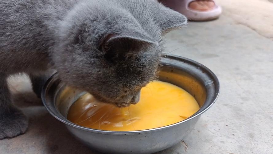 猫咪可以吃蒸鸡蛋吗_猫咪可以吃蒸鸡蛋吗会死吗-第2张图片-后鲨宠物 猫咪可以吃蒸鸡蛋吗_猫咪可以吃蒸鸡蛋吗会死吗-第2张图片-后鲨宠物