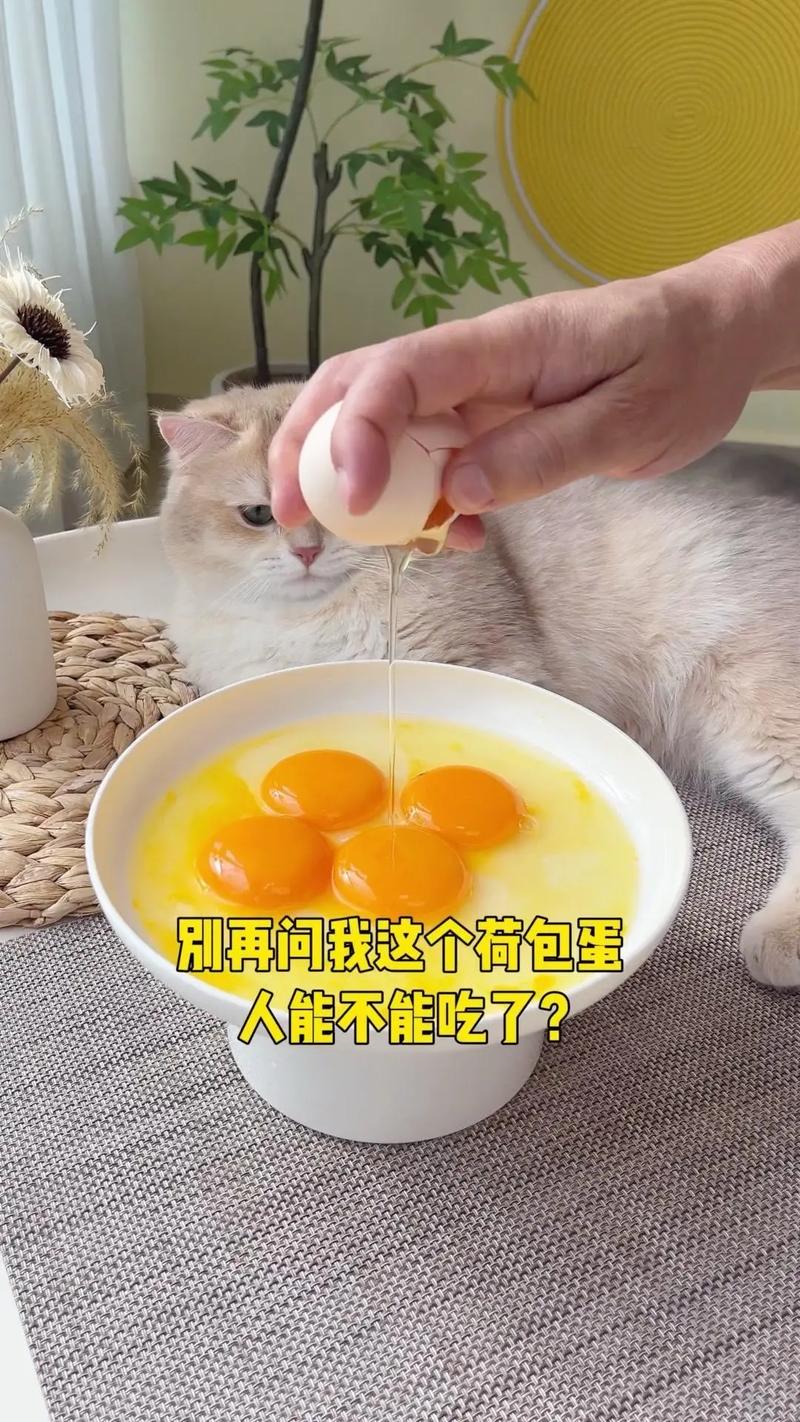 猫咪可以吃蒸鸡蛋吗_猫咪可以吃蒸鸡蛋吗会死吗-第3张图片-后鲨宠物 猫咪可以吃蒸鸡蛋吗_猫咪可以吃蒸鸡蛋吗会死吗-第3张图片-后鲨宠物