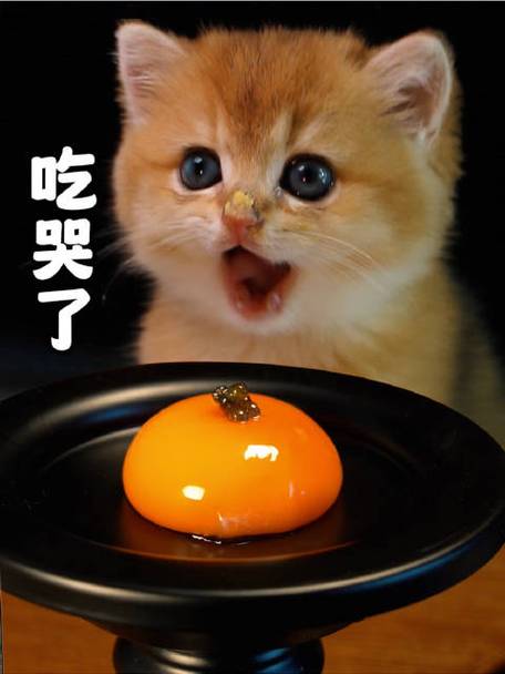 猫咪可以吃蒸鸡蛋吗_猫咪可以吃蒸鸡蛋吗会死吗-第5张图片-后鲨宠物 猫咪可以吃蒸鸡蛋吗_猫咪可以吃蒸鸡蛋吗会死吗-第5张图片-后鲨宠物