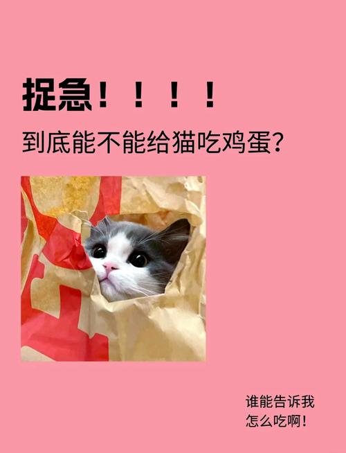 猫咪可以吃蒸鸡蛋吗_猫咪可以吃蒸鸡蛋吗会死吗-第6张图片-后鲨宠物 猫咪可以吃蒸鸡蛋吗_猫咪可以吃蒸鸡蛋吗会死吗-第6张图片-后鲨宠物