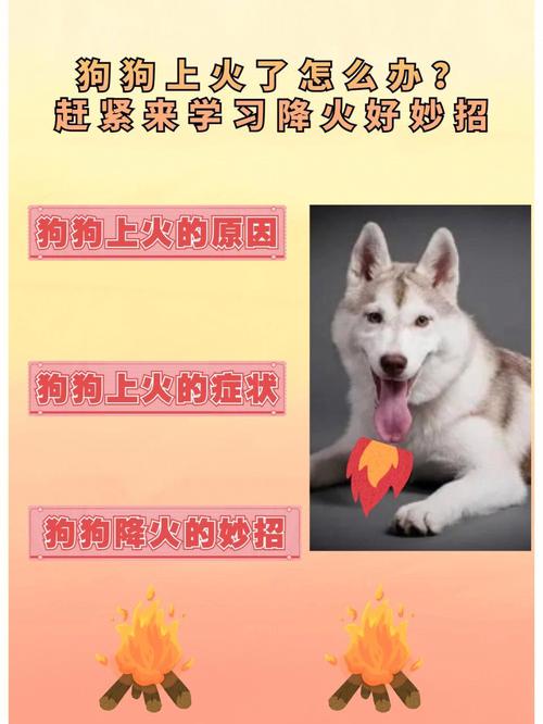 狗狗上火了吃什么降火,狗狗上火吃什么??-第5张图片-后鲨宠物 狗狗上火了吃什么降火,狗狗上火吃什么??-第5张图片-后鲨宠物