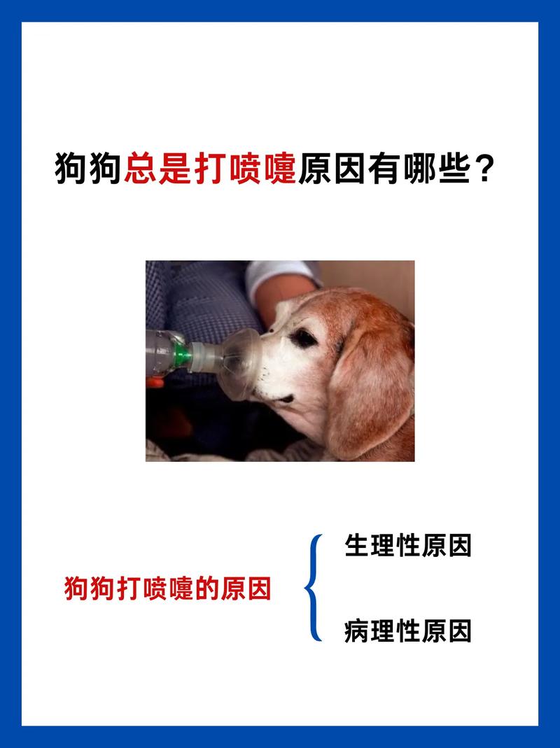 狗狗打喷嚏怎么回事,狗狗打喷嚏怎么回事有鼻涕?-第2张图片-后鲨宠物 狗狗打喷嚏怎么回事,狗狗打喷嚏怎么回事有鼻涕?-第2张图片-后鲨宠物