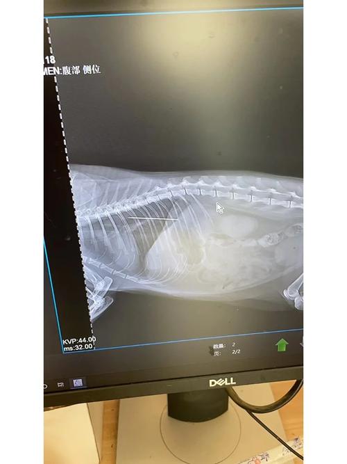 猫咪照ct多少钱,猫咪照ct大概多少钱-第1张图片-后鲨宠物 猫咪照ct多少钱,猫咪照ct大概多少钱-第1张图片-后鲨宠物