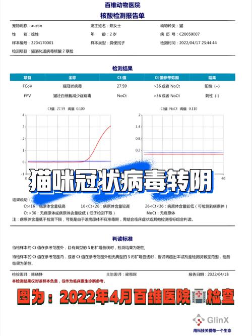 猫咪照ct多少钱,猫咪照ct大概多少钱-第3张图片-后鲨宠物 猫咪照ct多少钱,猫咪照ct大概多少钱-第3张图片-后鲨宠物