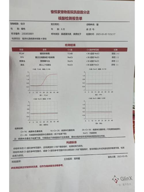 猫咪照ct多少钱,猫咪照ct大概多少钱-第4张图片-后鲨宠物 猫咪照ct多少钱,猫咪照ct大概多少钱-第4张图片-后鲨宠物