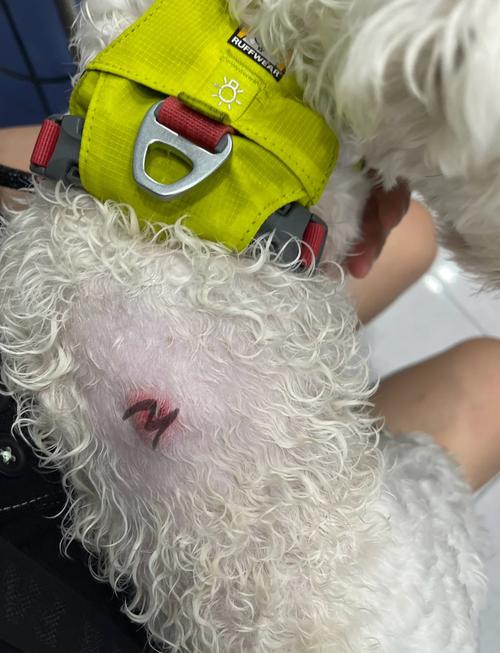 狗狗伤口几天能愈合_狗狗伤口几天能愈合啊-第1张图片-后鲨宠物 狗狗伤口几天能愈合_狗狗伤口几天能愈合啊-第1张图片-后鲨宠物