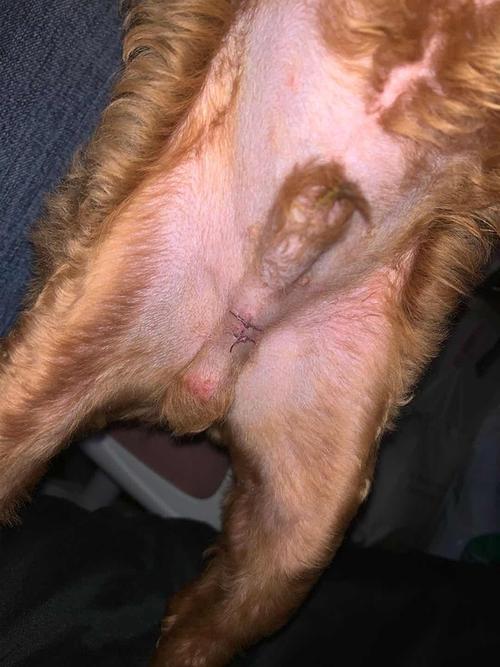 狗狗伤口几天能愈合_狗狗伤口几天能愈合啊-第2张图片-后鲨宠物 狗狗伤口几天能愈合_狗狗伤口几天能愈合啊-第2张图片-后鲨宠物