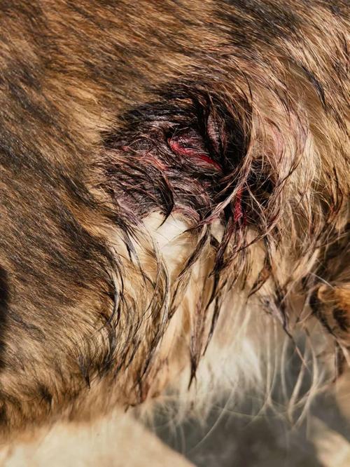 狗狗伤口几天能愈合_狗狗伤口几天能愈合啊-第5张图片-后鲨宠物 狗狗伤口几天能愈合_狗狗伤口几天能愈合啊-第5张图片-后鲨宠物