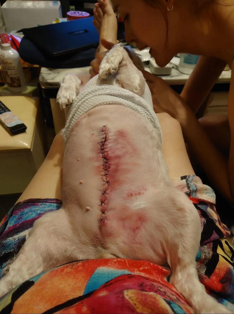 狗狗伤口几天能愈合_狗狗伤口几天能愈合啊-第6张图片-后鲨宠物 狗狗伤口几天能愈合_狗狗伤口几天能愈合啊-第6张图片-后鲨宠物