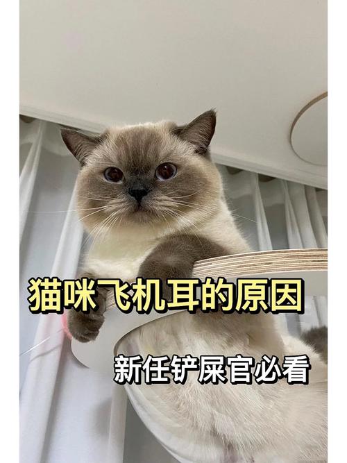 猫咪耳朵竖起来,猫咪耳朵竖起来头顶很高?-第3张图片-后鲨宠物 猫咪耳朵竖起来,猫咪耳朵竖起来头顶很高?-第3张图片-后鲨宠物