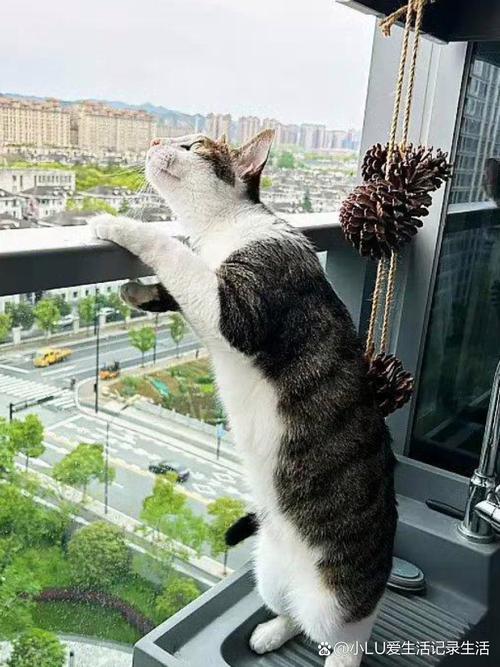 猫咪耳朵竖起来,猫咪耳朵竖起来头顶很高?-第4张图片-后鲨宠物 猫咪耳朵竖起来,猫咪耳朵竖起来头顶很高?-第4张图片-后鲨宠物