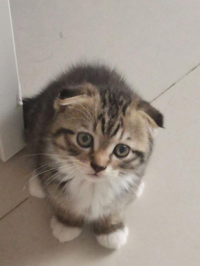 猫咪耳朵竖起来,猫咪耳朵竖起来头顶很高?-第5张图片-后鲨宠物 猫咪耳朵竖起来,猫咪耳朵竖起来头顶很高?-第5张图片-后鲨宠物