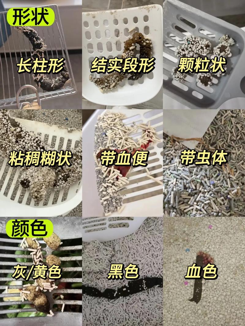 猫咪到处拉屎怎么办,猫咪到处拉屎怎么办啊?-第3张图片-后鲨宠物 猫咪到处拉屎怎么办,猫咪到处拉屎怎么办啊?-第3张图片-后鲨宠物