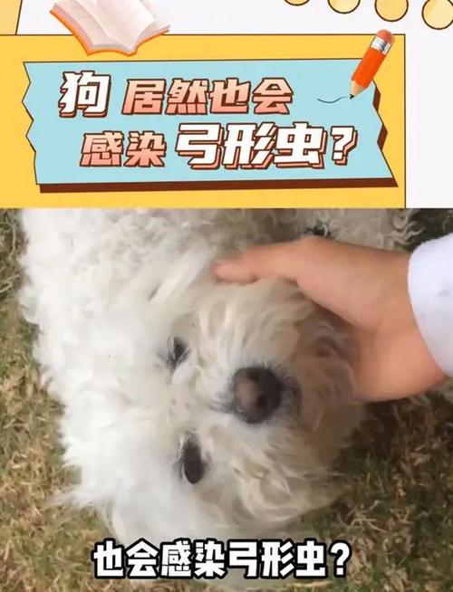狗狗身上有弓形虫吗,狗狗身上到底有没有弓形虫?-第4张图片-后鲨宠物 狗狗身上有弓形虫吗,狗狗身上到底有没有弓形虫?-第4张图片-后鲨宠物