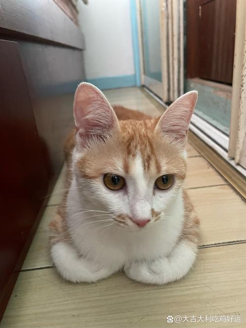 猫咪要咬人怎么办,猫咪咬人怎么办如何解决?-第1张图片-后鲨宠物 猫咪要咬人怎么办,猫咪咬人怎么办如何解决?-第1张图片-后鲨宠物