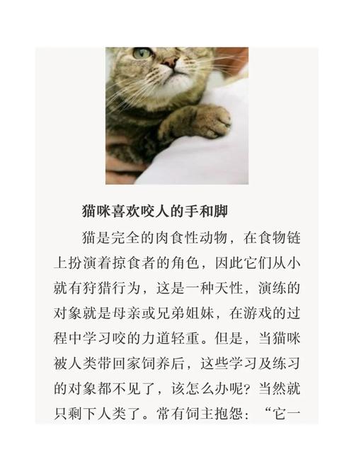 猫咪要咬人怎么办,猫咪咬人怎么办如何解决?-第2张图片-后鲨宠物 猫咪要咬人怎么办,猫咪咬人怎么办如何解决?-第2张图片-后鲨宠物