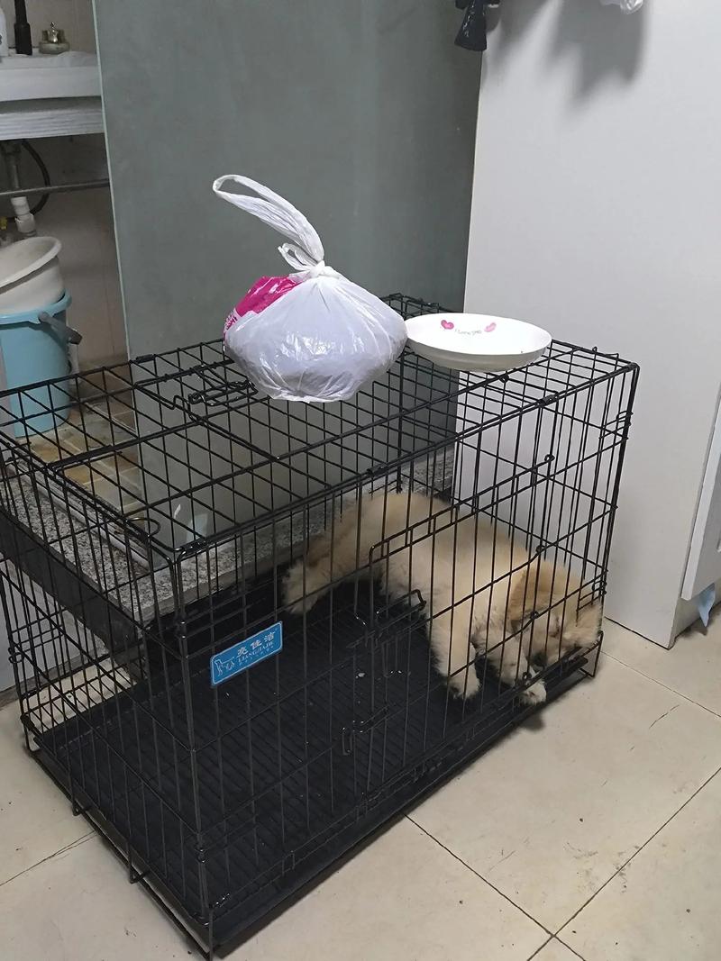 狗狗关笼子里会压抑吗,狗狗关笼子会抑郁吗?-第2张图片-后鲨宠物 狗狗关笼子里会压抑吗,狗狗关笼子会抑郁吗?-第2张图片-后鲨宠物