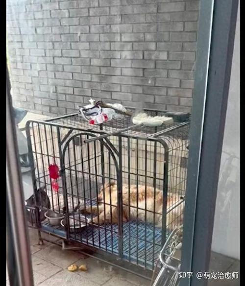 狗狗关笼子里会压抑吗,狗狗关笼子会抑郁吗?-第3张图片-后鲨宠物 狗狗关笼子里会压抑吗,狗狗关笼子会抑郁吗?-第3张图片-后鲨宠物