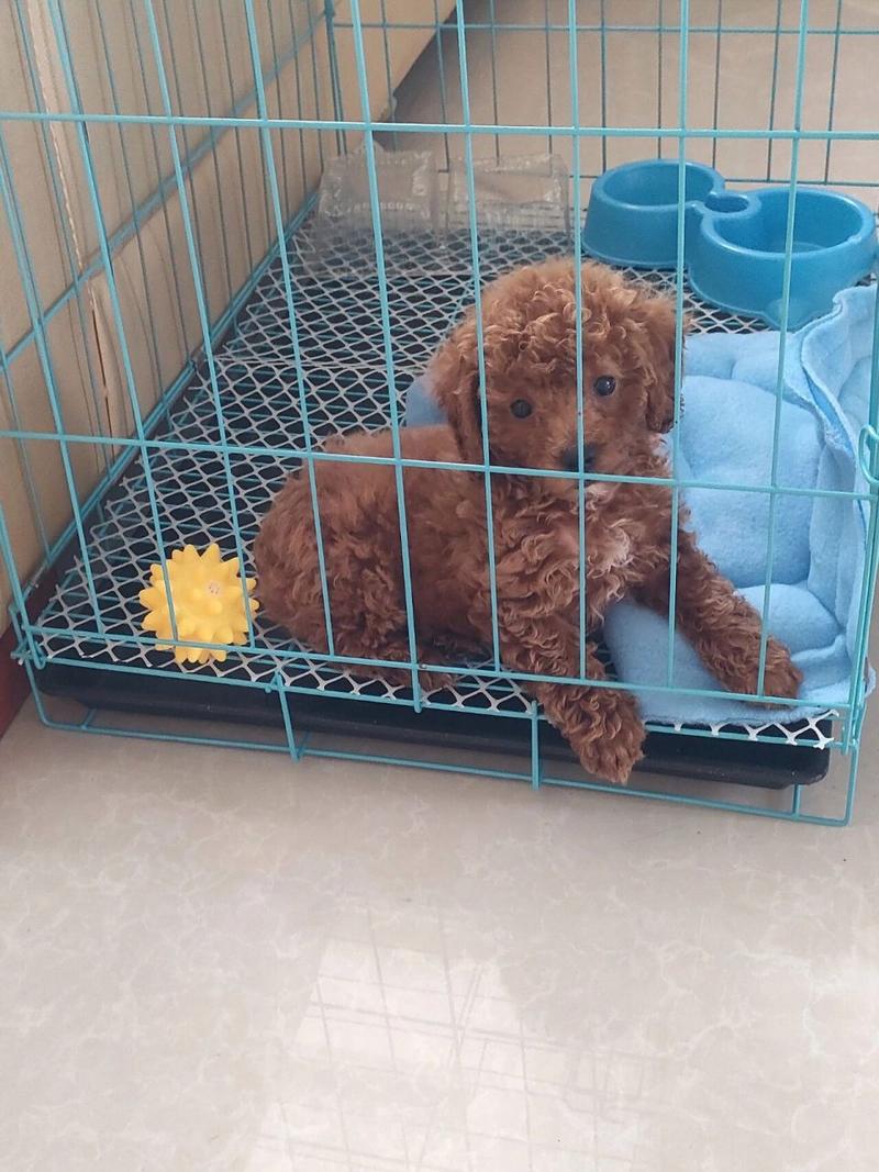 狗狗关笼子里会压抑吗,狗狗关笼子会抑郁吗?-第4张图片-后鲨宠物 狗狗关笼子里会压抑吗,狗狗关笼子会抑郁吗?-第4张图片-后鲨宠物