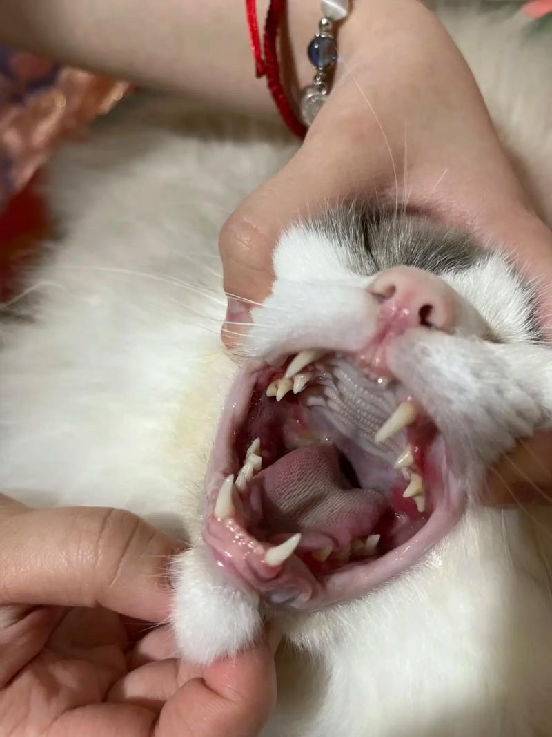 猫咪口腔肉芽肿怎么治疗,猫口腔肉芽是什么原因?-第4张图片-后鲨宠物 猫咪口腔肉芽肿怎么治疗,猫口腔肉芽是什么原因?-第4张图片-后鲨宠物