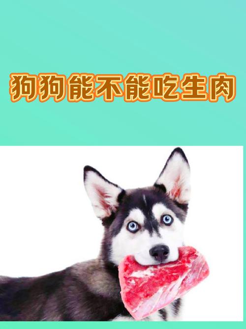狗狗能吃瘦肉吗_狗狗能吃瘦猪肉吗-第5张图片-后鲨宠物 狗狗能吃瘦肉吗_狗狗能吃瘦猪肉吗-第5张图片-后鲨宠物