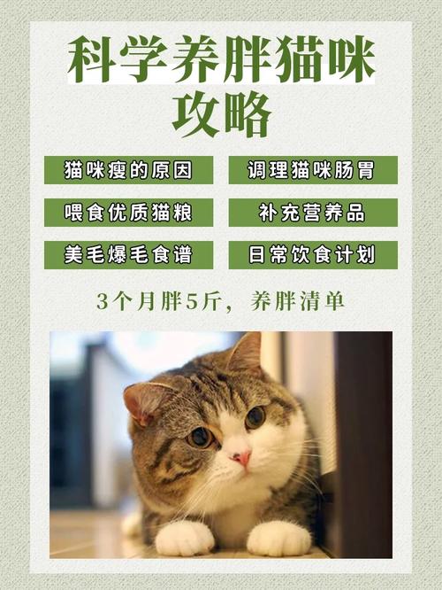 怎么把猫咪喂胖_怎么把猫咪喂胖一点-第3张图片-后鲨宠物 怎么把猫咪喂胖_怎么把猫咪喂胖一点-第3张图片-后鲨宠物