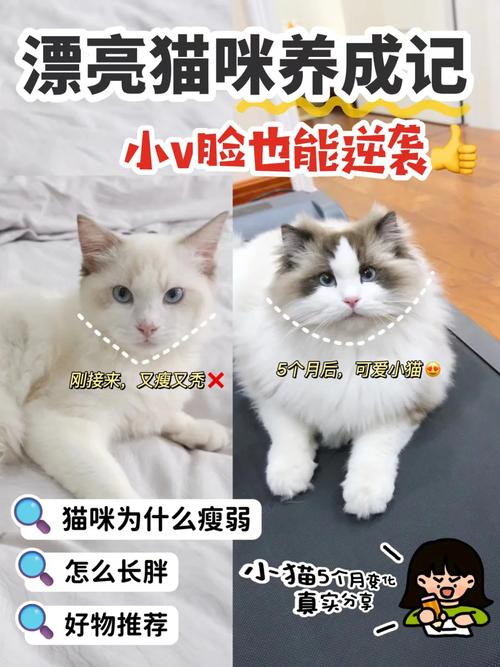 怎么把猫咪喂胖_怎么把猫咪喂胖一点-第4张图片-后鲨宠物 怎么把猫咪喂胖_怎么把猫咪喂胖一点-第4张图片-后鲨宠物