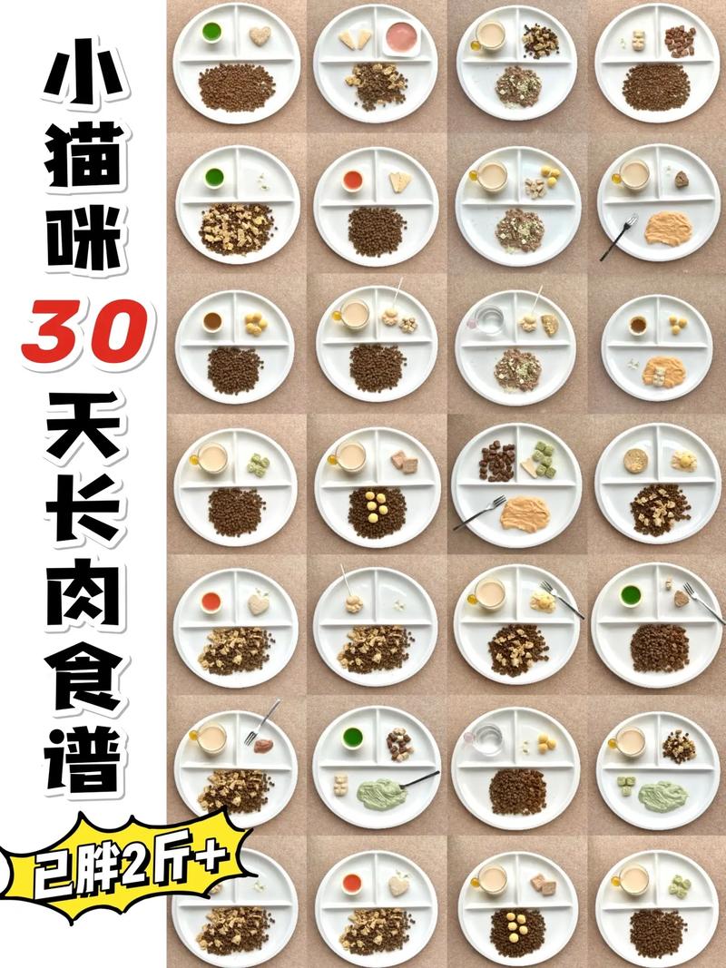 怎么把猫咪喂胖_怎么把猫咪喂胖一点-第5张图片-后鲨宠物 怎么把猫咪喂胖_怎么把猫咪喂胖一点-第5张图片-后鲨宠物