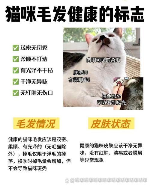 猫咪掉毛很严重怎么办_猫咪掉毛严重该怎么办-第2张图片-后鲨宠物 猫咪掉毛很严重怎么办_猫咪掉毛严重该怎么办-第2张图片-后鲨宠物