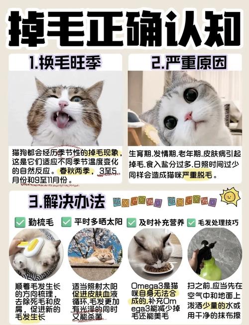 猫咪掉毛很严重怎么办_猫咪掉毛严重该怎么办-第6张图片-后鲨宠物 猫咪掉毛很严重怎么办_猫咪掉毛严重该怎么办-第6张图片-后鲨宠物