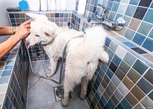 两个月大的狗狗可以洗澡吗,幼犬太臭又不能洗澡怎么办?-第3张图片-后鲨宠物 两个月大的狗狗可以洗澡吗,幼犬太臭又不能洗澡怎么办?-第3张图片-后鲨宠物